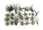 CTS Air Plants 24 Pack Tillandsia Assortment Air Plants As is