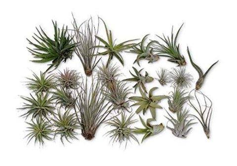 CTS Air Plants 24 Pack Tillandsia Assortment Air Plants As is