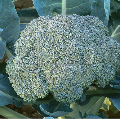 Broccoli, Gypsy Live Plants USDA Certified Organic 2 ½ in. Pots