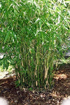 Green Hedge Clumping Bamboo Plant - Bambusa Multiplex - One Gallon Size - Non-invasive Form