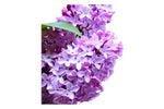 Common Lilac - Live Plants Shipped 1 to 2 Feet Tall by DAS Farms (No California)