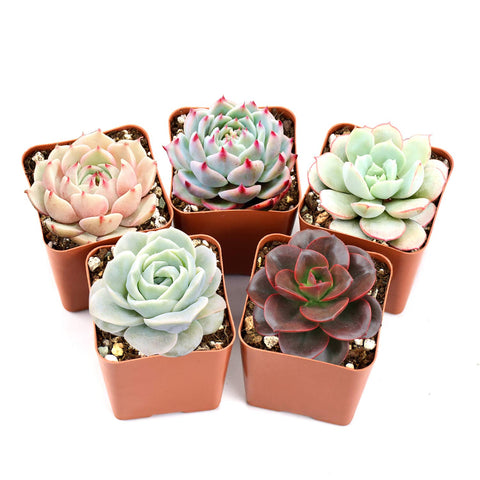 Succulent Plants, 5 Pack of Assorted Rosettes