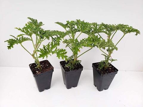 Live Citronella Starter Plants - 3 Pack of Citrosa Mosquito Plants - Scented Geranium