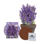 TotalGreen Holland Grow Fresh Lavender Seeds in basalt pot Indoor