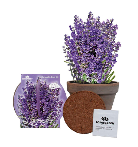 TotalGreen Holland Grow Fresh Lavender Seeds in basalt pot Indoor