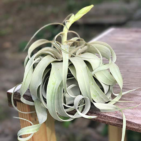 Large Air Plants - Large Xerographica Air Plants